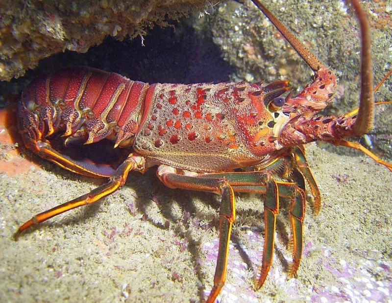 Лангустов Panulirus Argus
