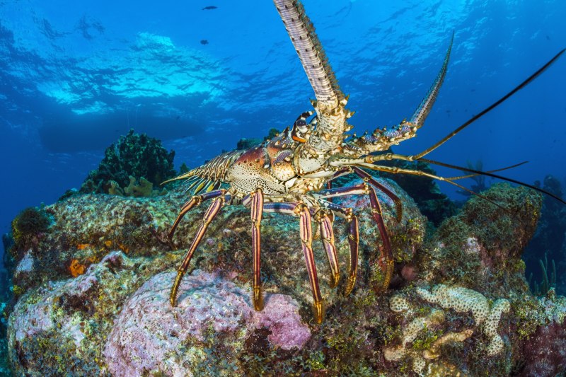 Panulirus Cygnus