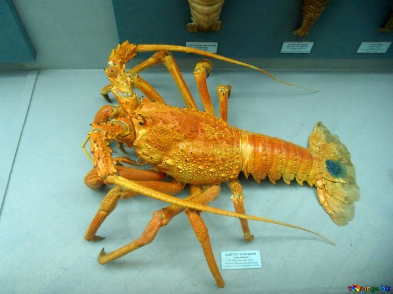 Флоридский лангуст