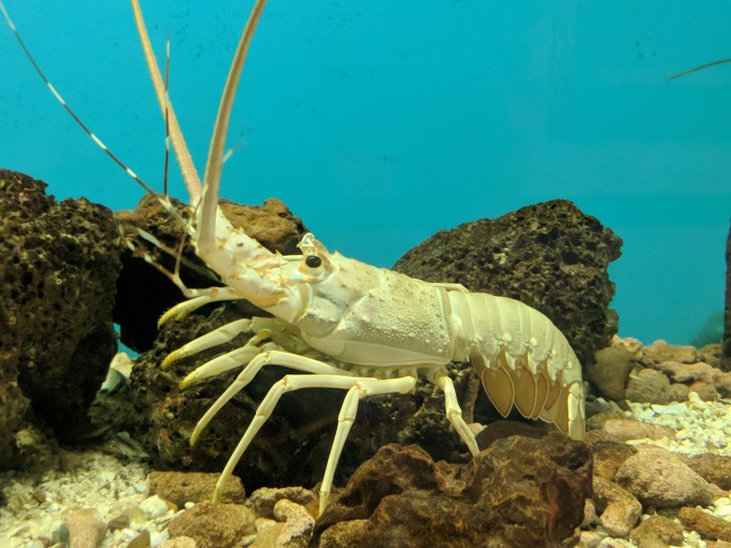 Panulirus Homarus