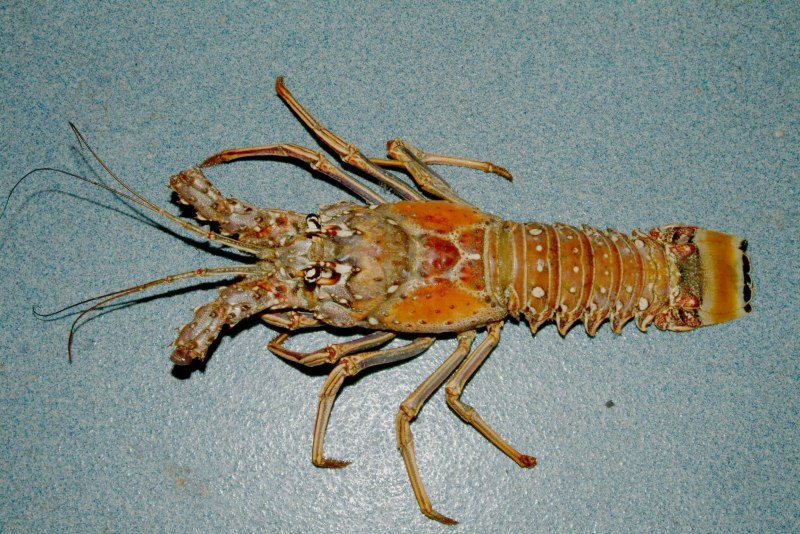 Panulirus Argus