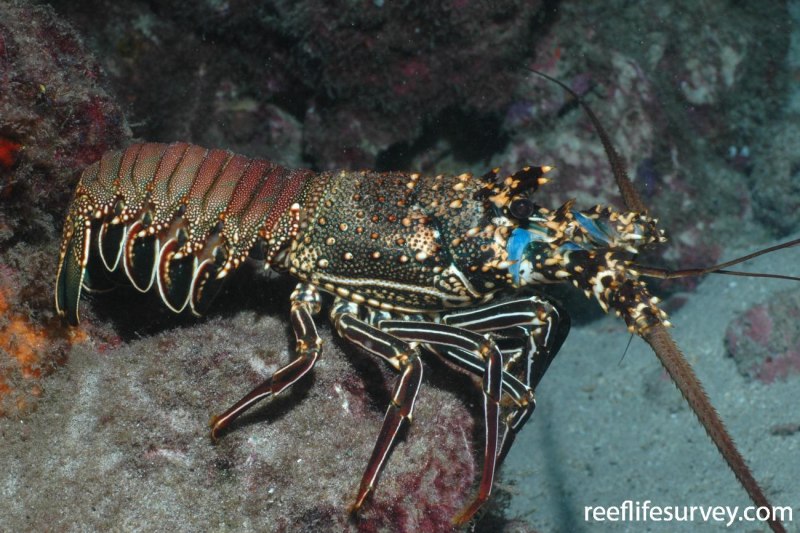 Panulirus ornatus