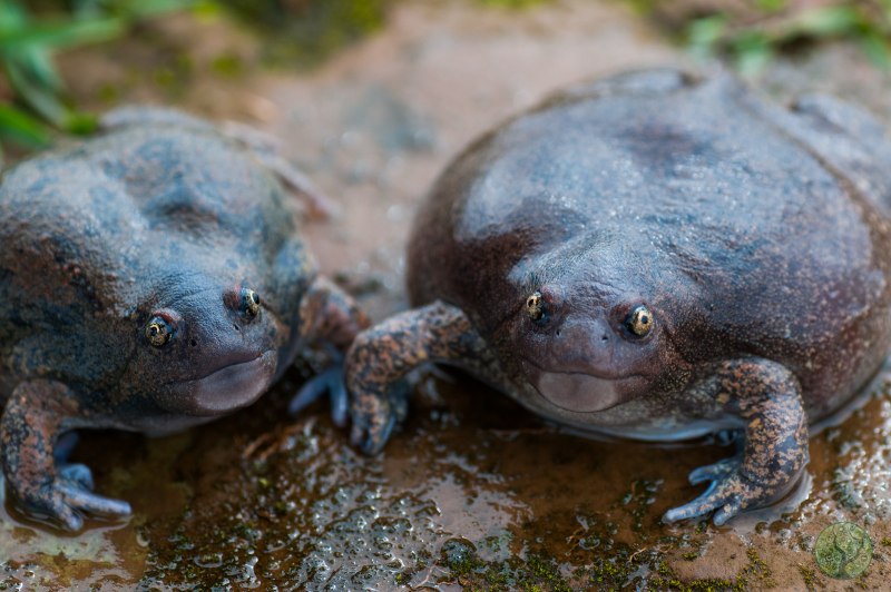 Glyphoglossus Molossus