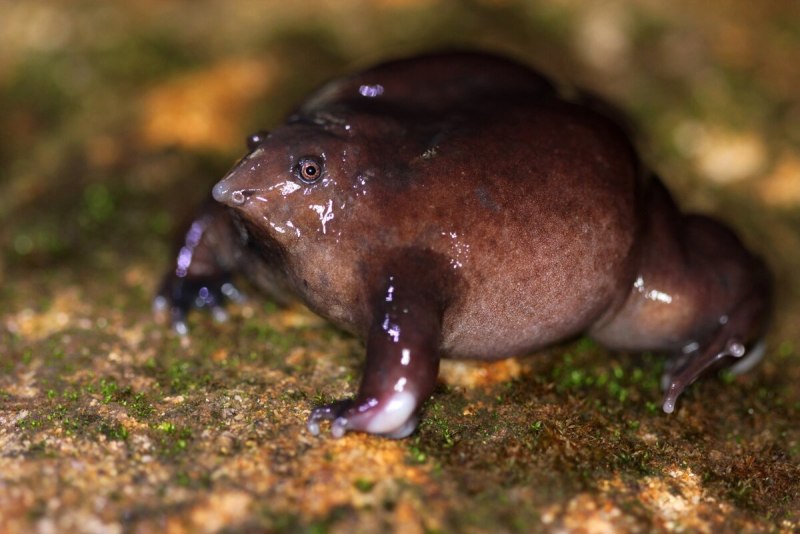 Лягушка Nasikabatrachus sahyadrensis