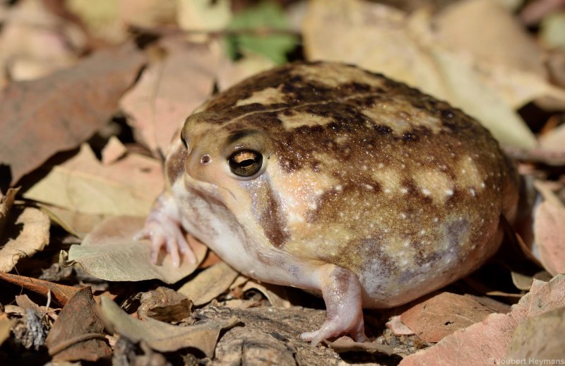 Breviceps acutirostris