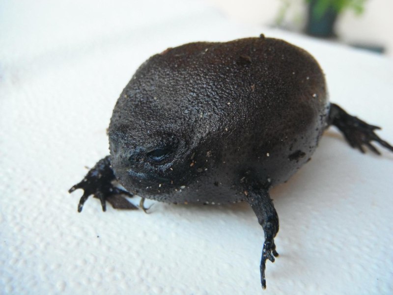 Черная дождевая / breviceps fuscus
