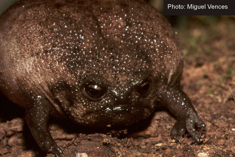 Африканский узкорот breviceps fuscus