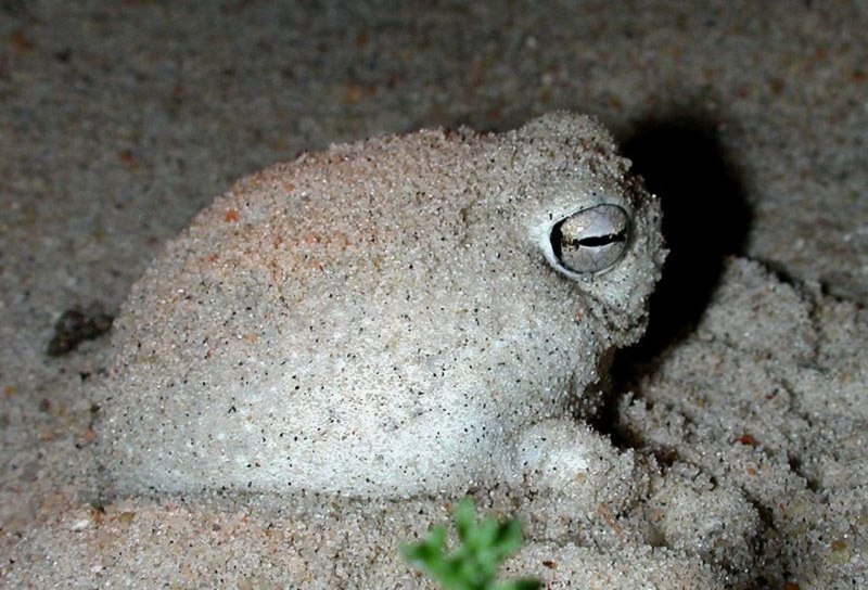 Breviceps Namaquensis