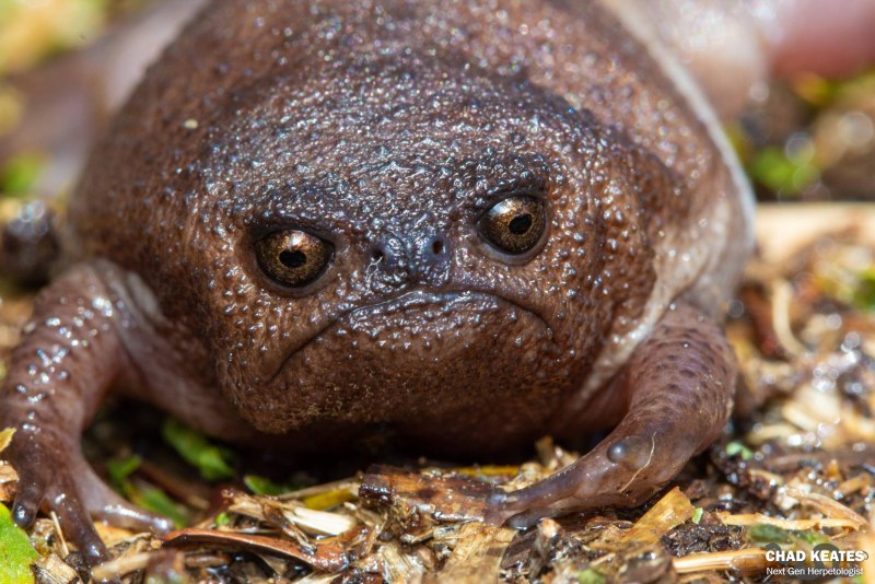 Лягушка breviceps fuscus