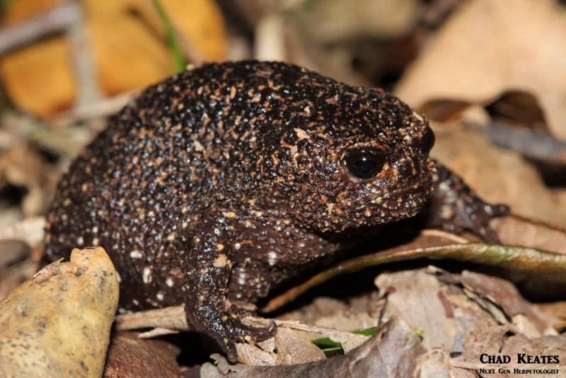 Breviceps acutirostris