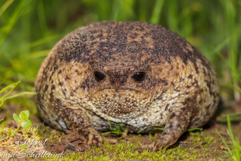 Breviceps gibbosus