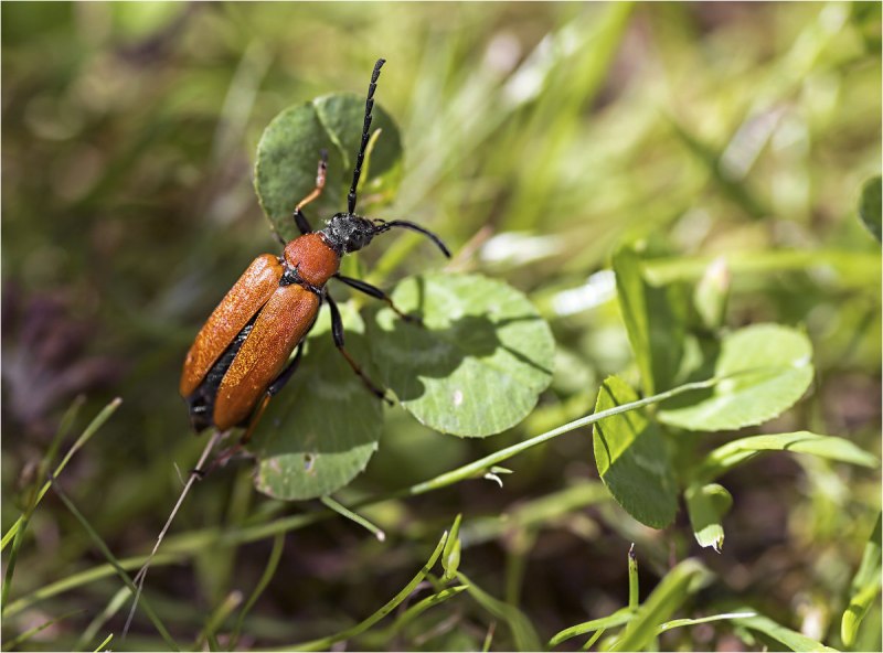 Лептура красная (Stictoleptura rubra)