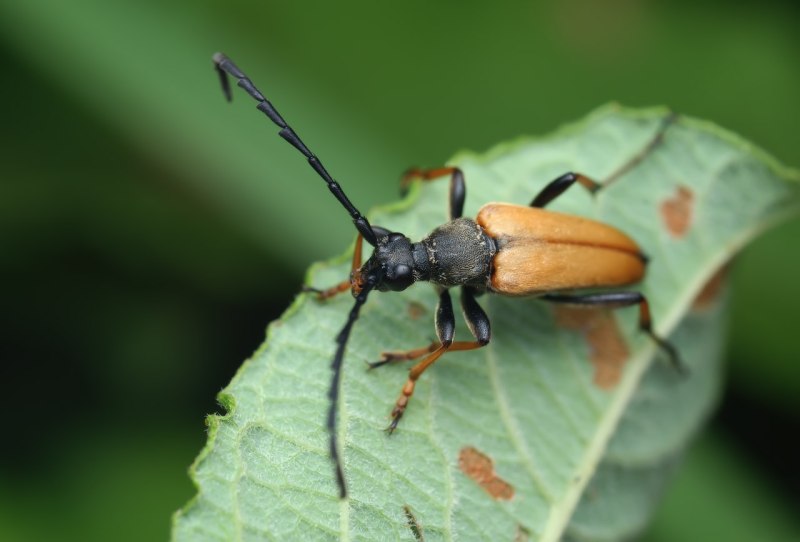 Лептура желтая (Leptura livida)