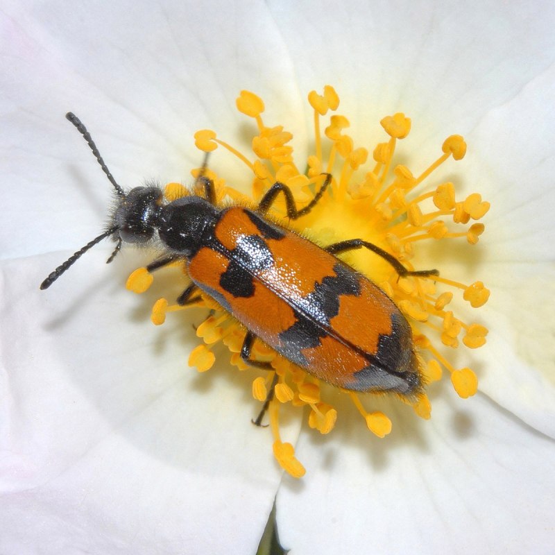 Mylabris Pannonica