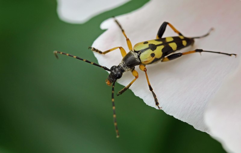 Morphna maculata