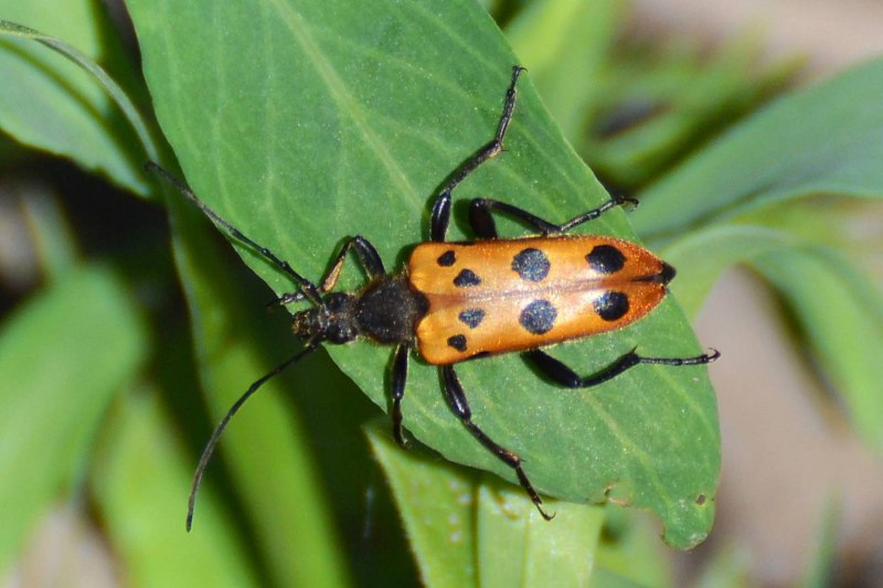 Oedecnema gebleri