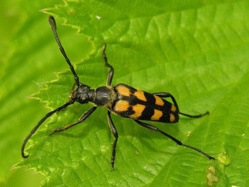 (Лептура quadrifasciata)