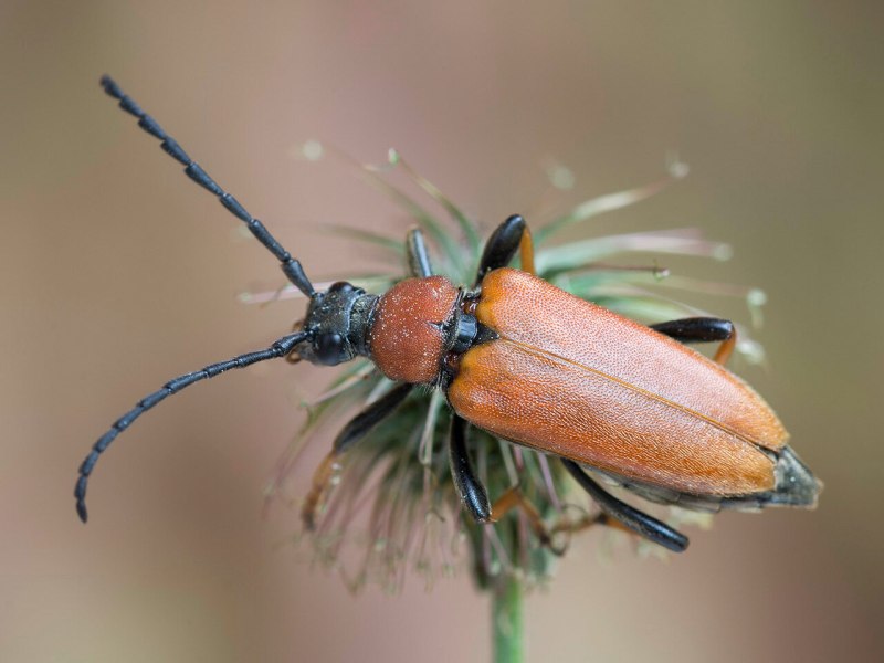Лептура красная (Stictoleptura rubra)