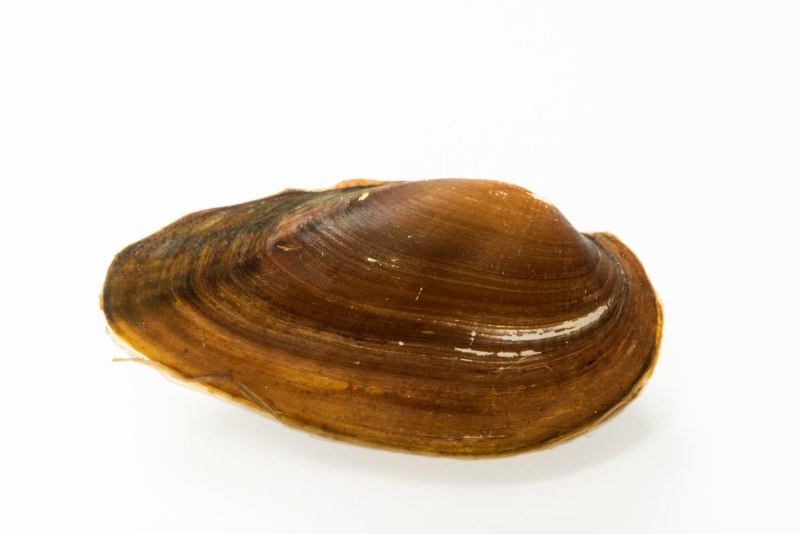 Sinanodonta woodiana