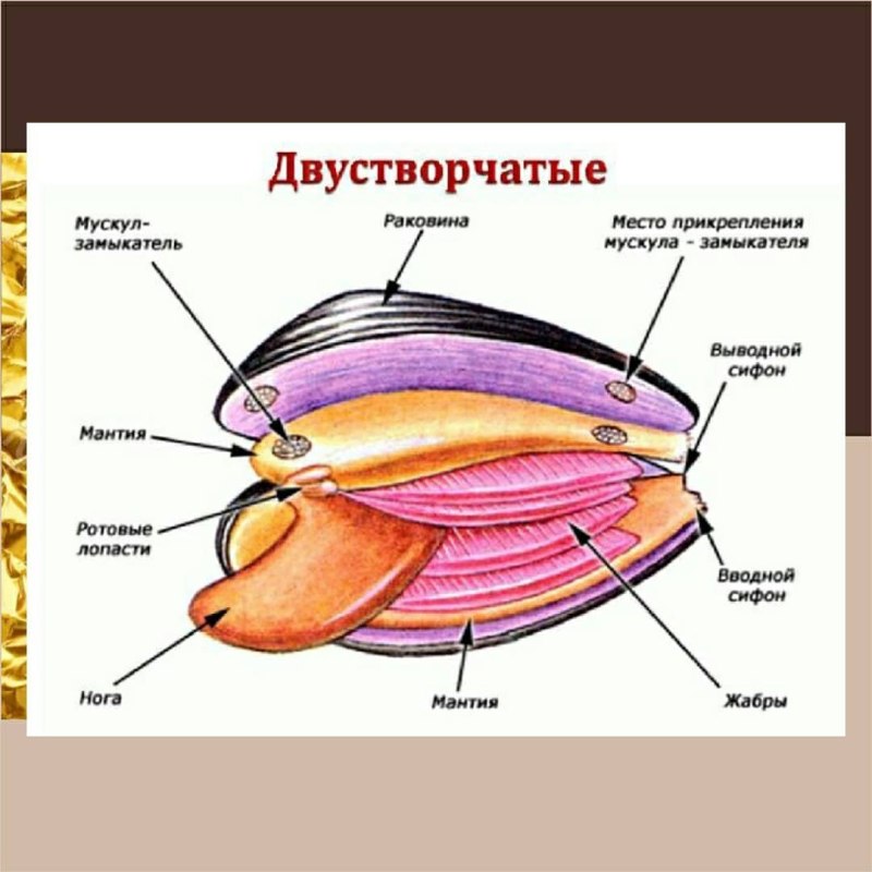 Строение мидии Черноморская анатомия