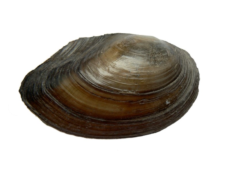 Беззубки (Anodonta)