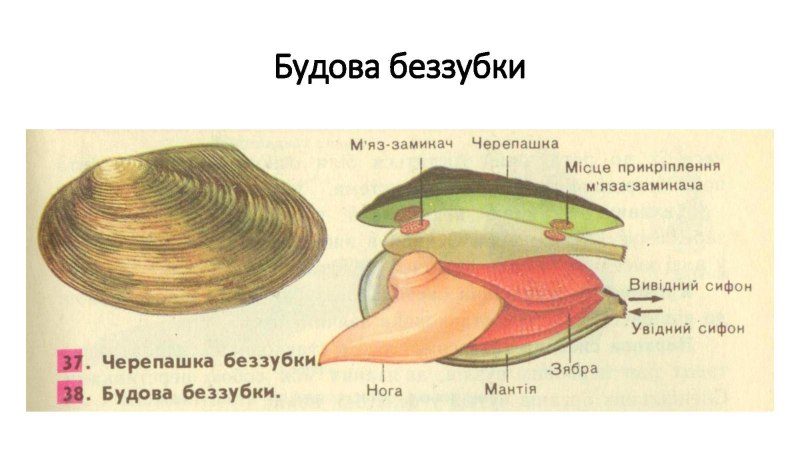 Строение раковины беззубки схема