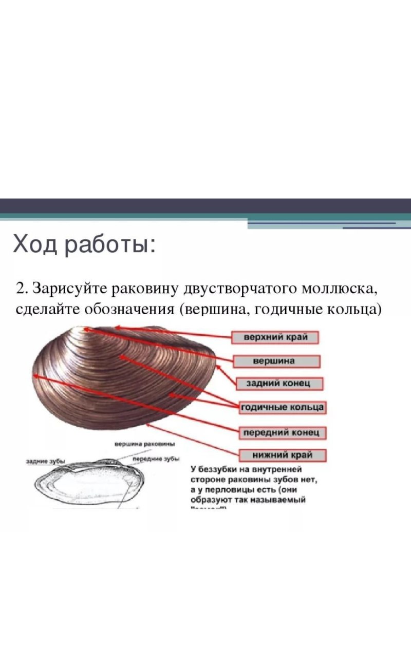 Внешнее строение беззубки