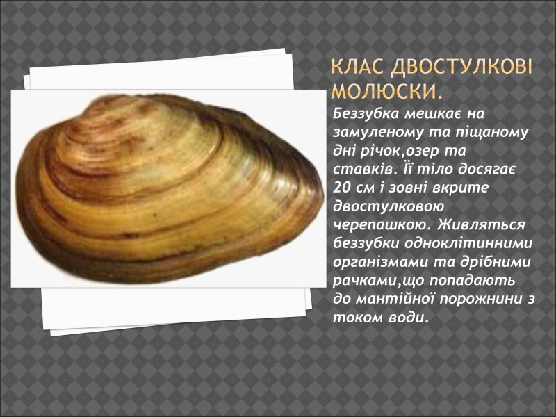 Беззубка европейская