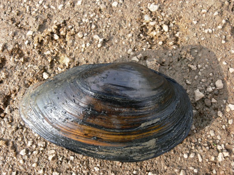 Беззубки (Anodonta)