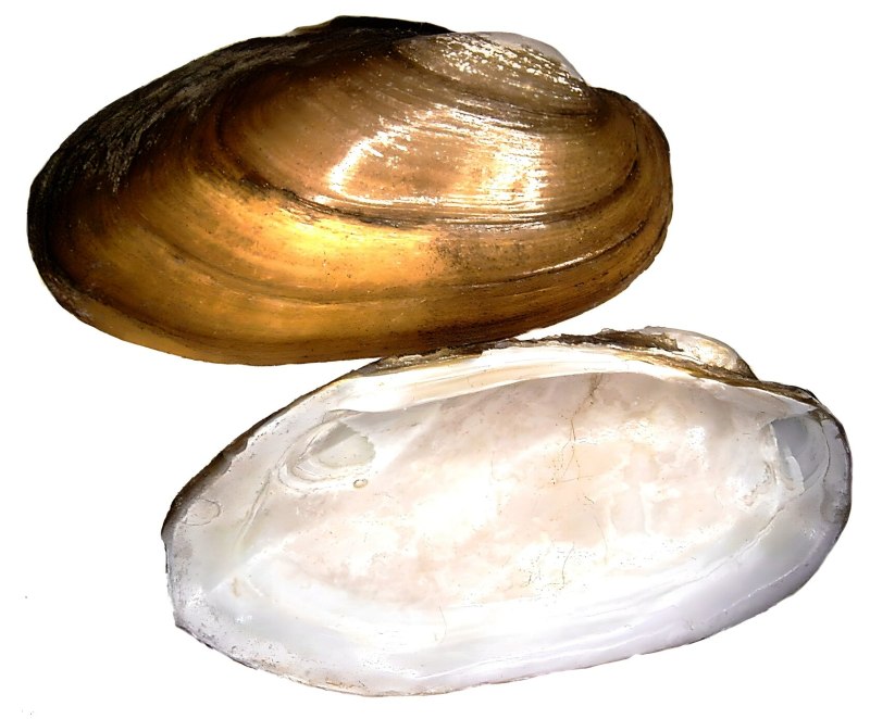 Перловица (Unio)