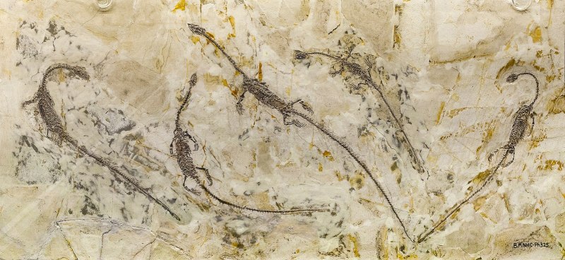Hyphalosaurus lingyuanensis