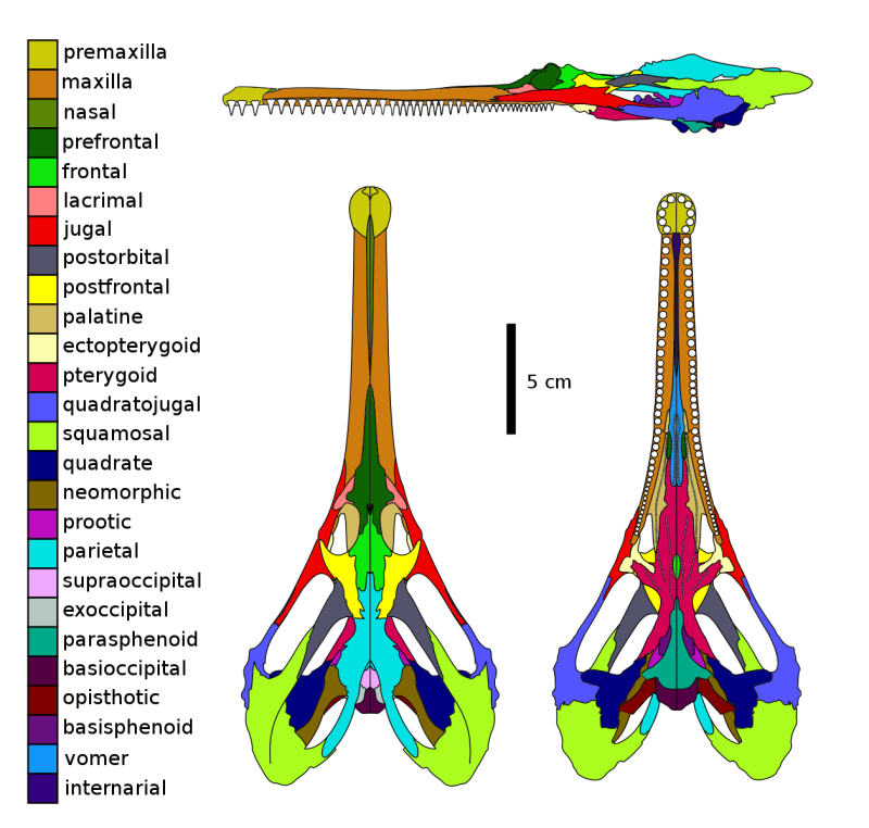 Khurendukhosaurus