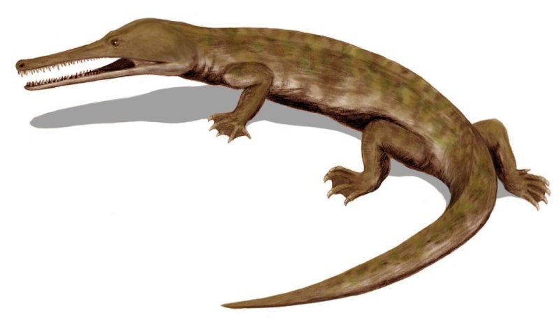 Liaoxisaurus