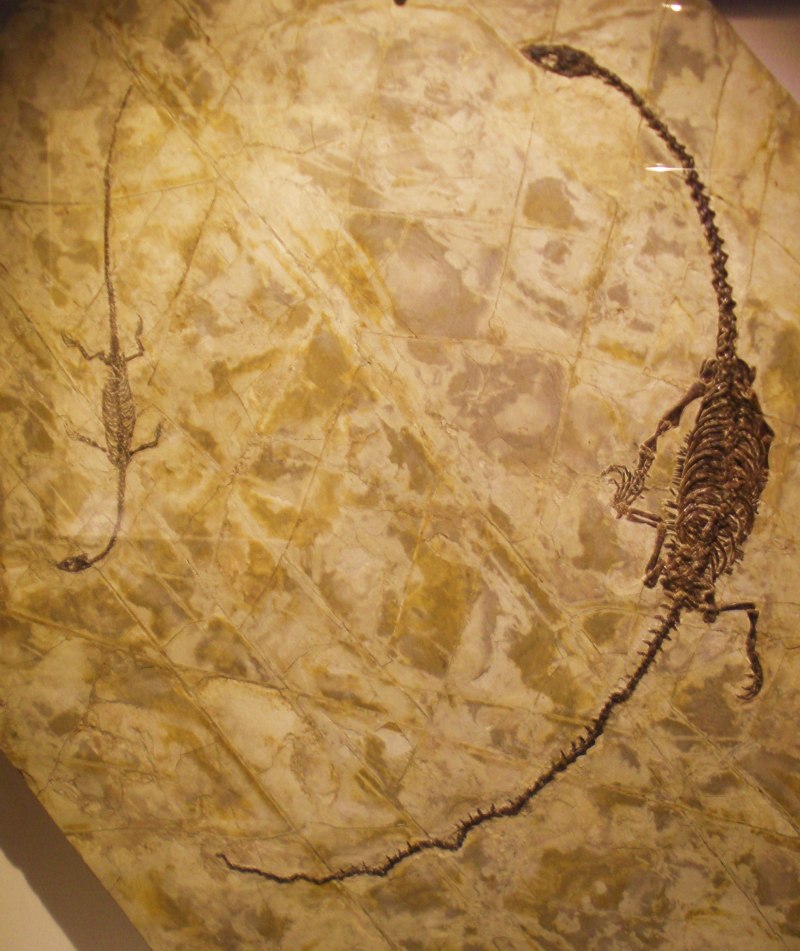 Hyphalosaurus lingyuanensis
