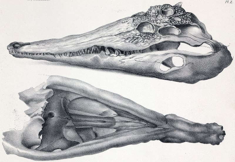 Toyotamaphimeia machikanensis
