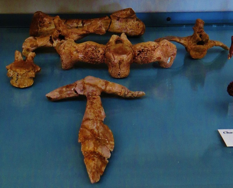 Borealosuchus sternbergi
