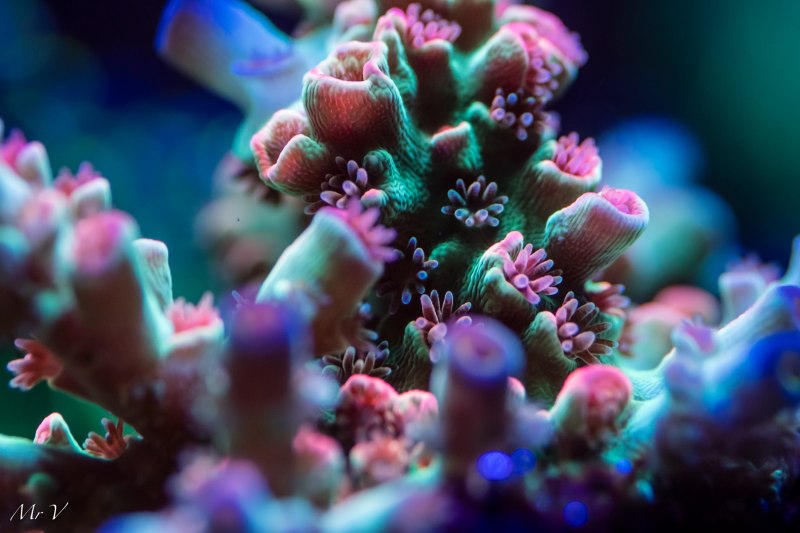 Acropora Formosa