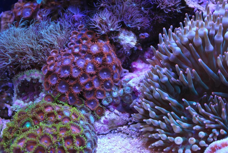 Морские Кишечнополостные коралловые полипы