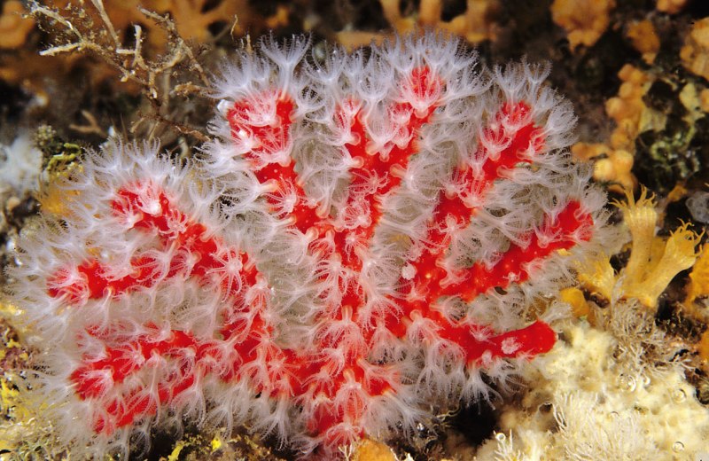 Corallium rubrum