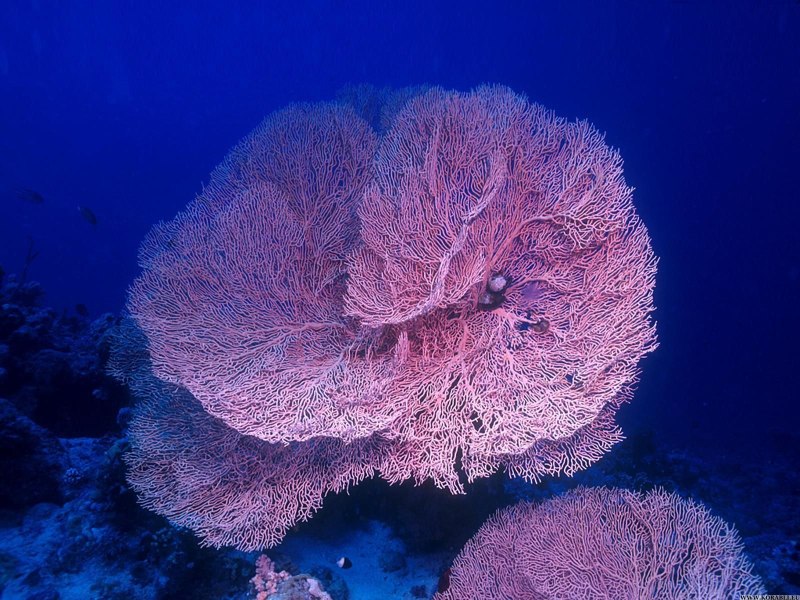 Коралловые полипы (Anthozoa)