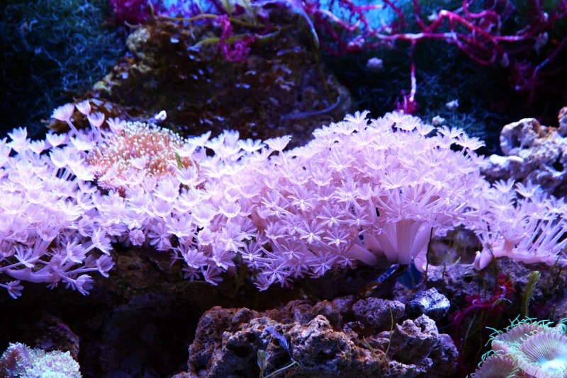 Глубоководные склерактиниевые кораллы