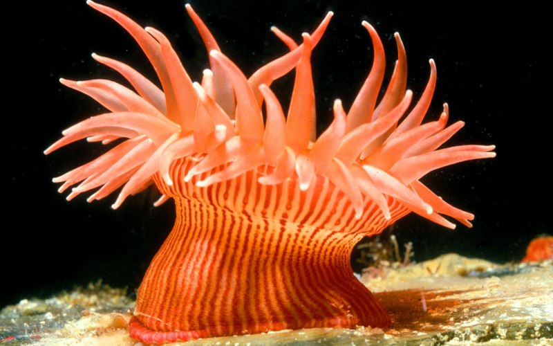 Актинии морские анемоны