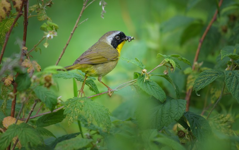 Желтогорлый певун (Geothlypis trichas)