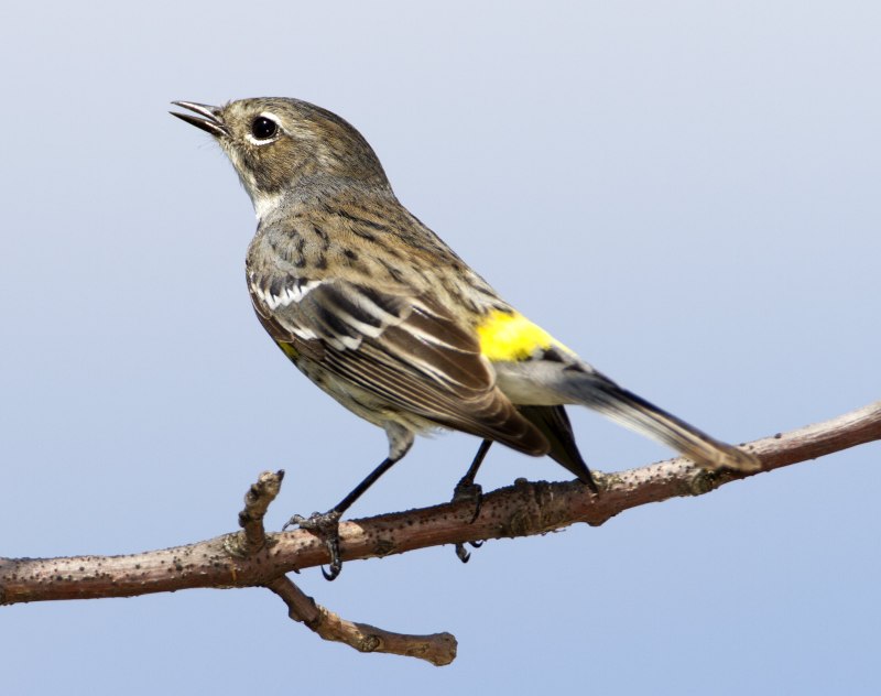 Миртовый Лесной певун (Dendroica coronata)