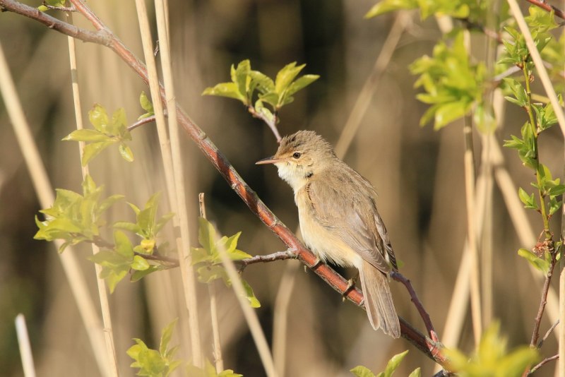 Серая мухоловка (Muscicapa striata)