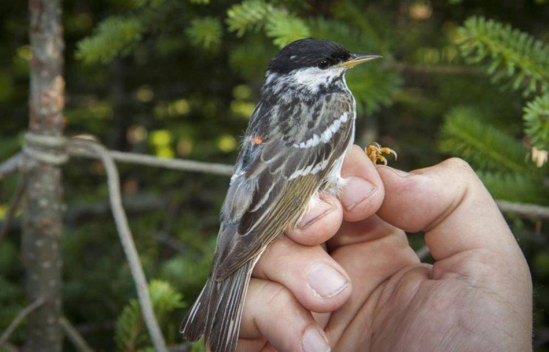 What a tiny Bird