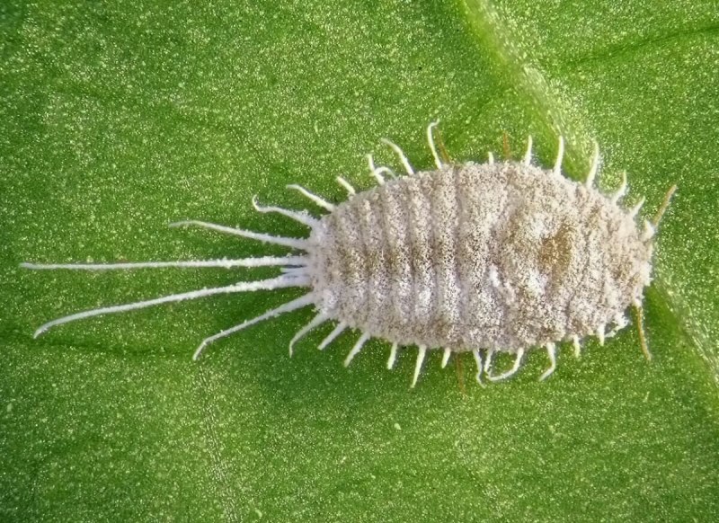 Червец Комстока Pseudococcus Comstocki (Kuwana)
