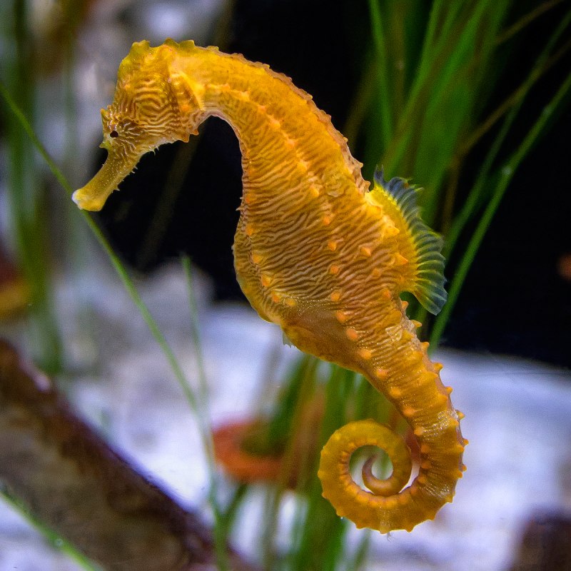 Морской конёк (Hippocampus guttulatus)