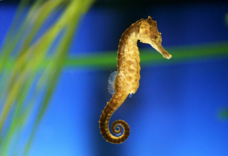 Морской конёк (Hippocampus guttulatus)