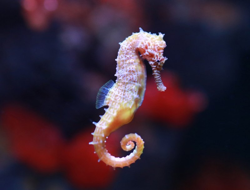 Морской конёк (Hippocampus guttulatus)